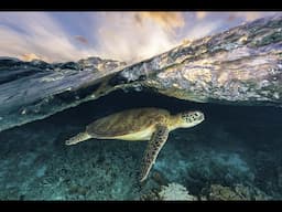 Explore the ocean