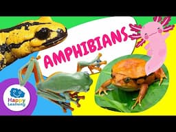 Curiosities About Amphibians | Educational Videos for Primary School Kids | @HappyLearningENG