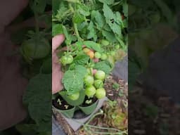 Siam Micro Tomato - Loaded With Tomatoes