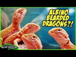 BEST BEARDED DRAGONS AT TINLEY PARK NARBC - March, 2025