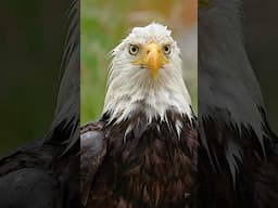 Can You Guess What This Eagle Is Thinking?