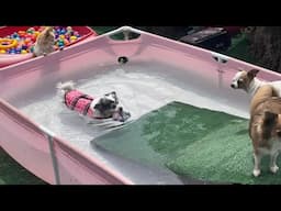 Watch my Chihuahuas learn to swim progress!