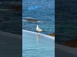 Infinity Pool #summer #vacation #beach #shorts #summervacation #pool #freshair #seagull #waves