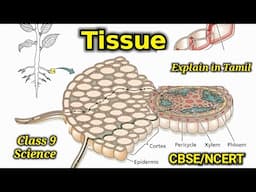 Tissue | Class 9 | CBSE NCERT | Epithelial tissue | plant tissue | animal tissue | explain in Tamil