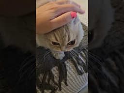 My Cat Has One Mood: Purr-manent Vibration