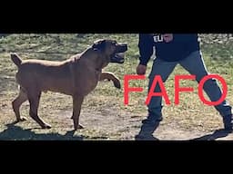 Tail or no tail?! | Dog Training and big dogs
