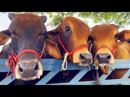 cow unloading, cow videos, cow video, animal, big cow, goru hamba cow, Ep-225