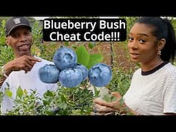Blueberry bush with no netting and BIRDS in the garden!