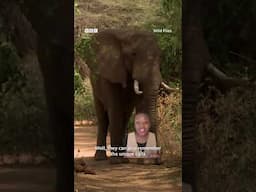No phone needed! Elephants have underground chats 🐘📵 #Elephants #WildFiles