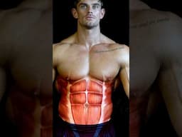 Anatomy of the Abs - part of our Complete Muscle Guide for Bodybuilders