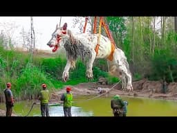 20 Mysterious Animals That Have Rarely Been Seen