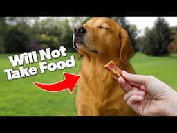 My Dog Won't Eat During Training HELP!