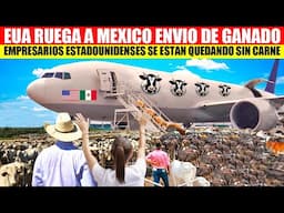 🇲🇽GANADEROS MEXICANOS DEJAN DE ENVIAR GANADO A ESTADOS UNIDOS, EMPRESARIOS GRINGOS  EN SHOCK