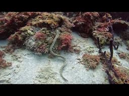 Sharptail snake eel hunting during the day in St  Lucia