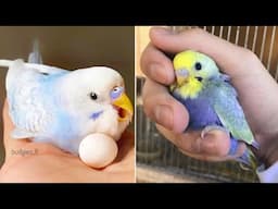 Smart And Funny Parrots Parrot Talking Videos Compilation (2025) - Cute Birds #21