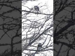 Finding some of the UK’s rarest birds of prey