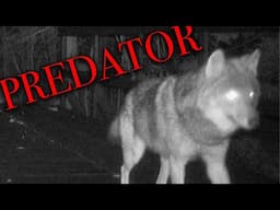 It's Spring!!  Wolves on Ron's Bridge / Night Moves - Wisconsin Webcams.