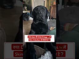क्या Diet की वजह से Dogs 🦮 में Skin Infection हो सकता है❓