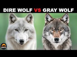 What Is The Difference Between The Dire Wolf And The Gray Wolf?