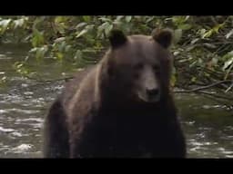 Craig Dahl's Deadly Grizzly Encounter in Glacier National Park