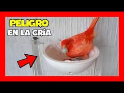 ¿Hay que SEPARAR al CANARIO de la CANARIA DURANTE la CRÍA? ❌ Cría de canarios para principiantes