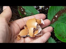 Use Eggshells In The Garden - What Happens a Few Days Later Will Surprise You