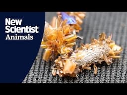 'Bone collector' caterpillar wears dead insect body parts as disguise