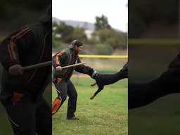 “Aren’t you scared of walking alone?” 😈 #doberman #belgianmalinois #dogtraining