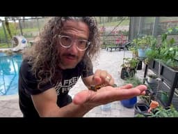 TOTALLY MAGICAL! From Caterpillar to Monarch Butterfly! And a Deformed Butterfly is Now Our Pet!