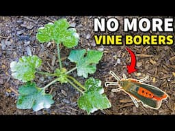The ULTIMATE GUIDE To Stop Squash Vine Borers That ACTUALLY Works!