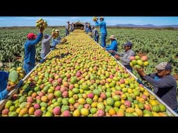 100+ Harvest Wins 💥 Massive Fruit & Veggie Hauls That Shocked American Farmers - Relaxing Harvest