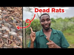 I killed ALL the Vampire Rats on my farm