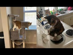 Try Not To Laugh 🤣 New Funny Cats Video 😹 - MeowFunny Part 32