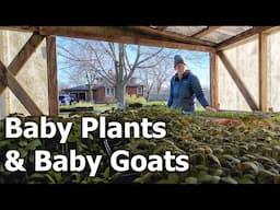#58 Spring is Here!  Baby Goats and Baby Plants 🐐🌱☀️