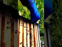 slightly defensive bees bop, not sting