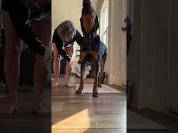 Behavior Chaining Quick Tip #dogtraining #dogbehavior #dogpaw