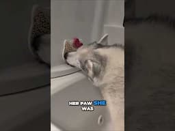 Why is Memphis soaking her paw? 🤔 Husky Spa Day!