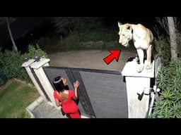 Wild Animals Invading Cities Caught on Camera!