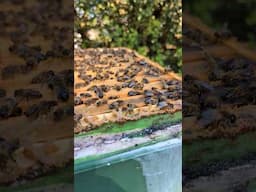 Tausende Drohnen 😱 Was passiert mit Drohnen über Absperrgitter?