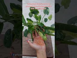 Maintain Indoor Plant Variegation - Indoor Plant Care Tips// Philodendron Burley Marx Variegated