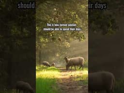 One day, this will be the reality 💚 #sheep  #animalwelfare #shorts #countryside #outside #calm