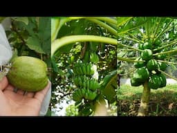 Một Khu Vườn Mới Tại Nơi Mới | A New Garden in a New Place