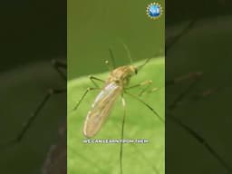 Mosquitoes Could Help Us? #shorts #podcast #science #mosquito