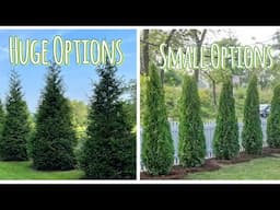 Types of Arborvitaes for the Landscape
