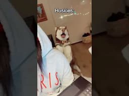 Husky Expectations / Reality🤣 Husky are the Queens of Drama | Huskies are pro at saying NO #husky