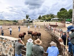 WATCH | Red meat producers and breeders benefit from SAFJA’s judging courses