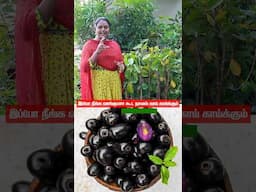 இத்தனை வகை நாவல் பழமா?