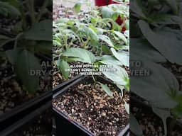 7 Seedling Tips You MUST Know! 🌱 #seedstartingtips #seedlings #gardentips