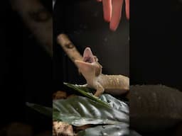 Why Is my gecko so mean 🫣