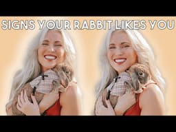 Does Your Rabbit Actually Like You? Signs to Look For